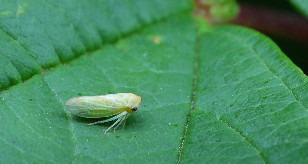 Skoczek sadowiec (Cicadella viridis)
