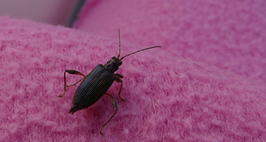 Błotnica (Plateumaris sericea)