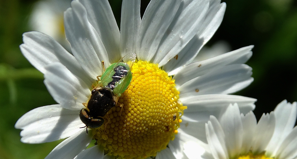 Zbrojka zielona (Oplodontha viridula)