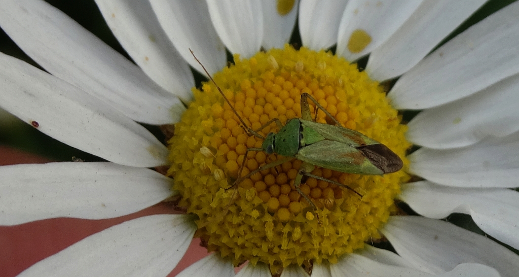 Ozdobnik lucernowiec (Adelphocoris lineolatus)
