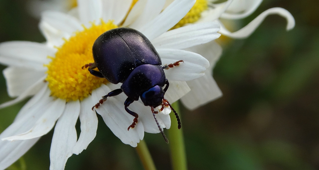 Złotka - Chrysolina sturmi