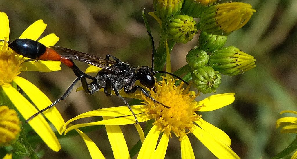 Nęk świerszczojad (Sphex maxillosus)