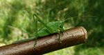 Pasikonik zielony (Tettigonia viridissima)