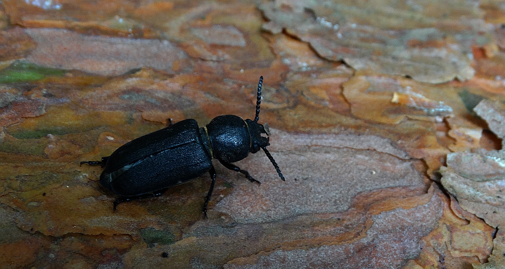 Kłopotek czarny (Spondylis buprestoides)