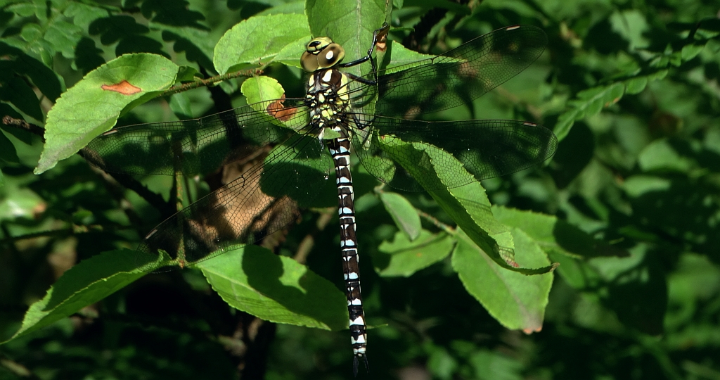 Żagnica torfowcowa (Aeshna subarctica)