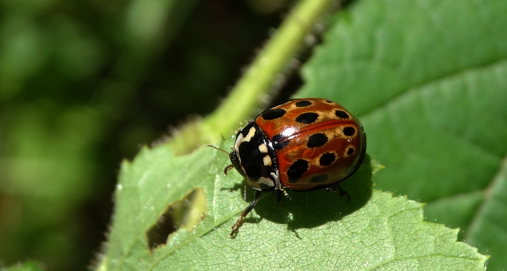 Biedronka oczatka (Anatis ocellata)