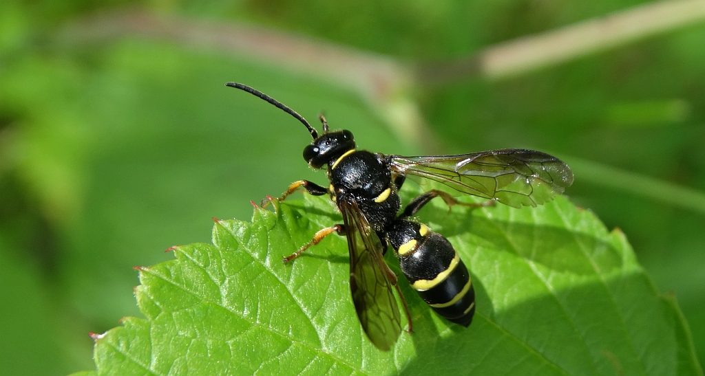 Niestylak wąsal (Argogorytes mystaceus)