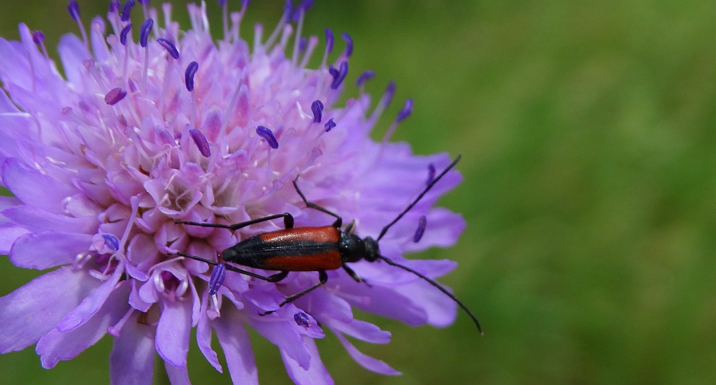 Strangalia czarniawa (Stenurella melanura)