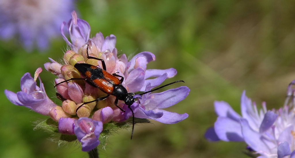 Strangalia przepasana (Stenurella bifasciata)
