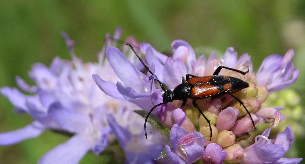 Strangalia przepasana (Stenurella bifasciata)