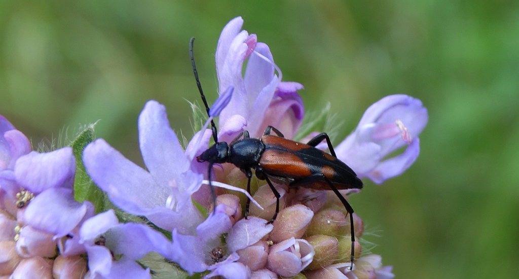 Strangalia przepasana (Stenurella bifasciata)