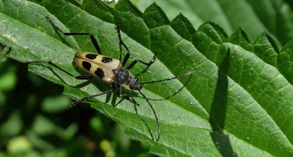 Kwiatomir czteroplamy (Pachyta quadrimaculata)