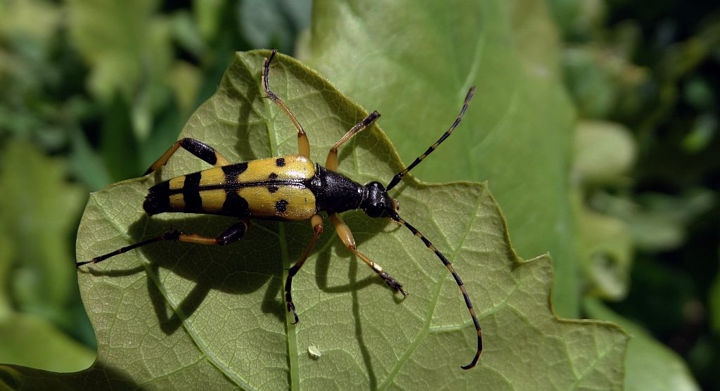 Strangalia plamista, pętlak pstrokaty (Rutpela maculata, poprzednio Leptura maculata = Strangalia maculata)