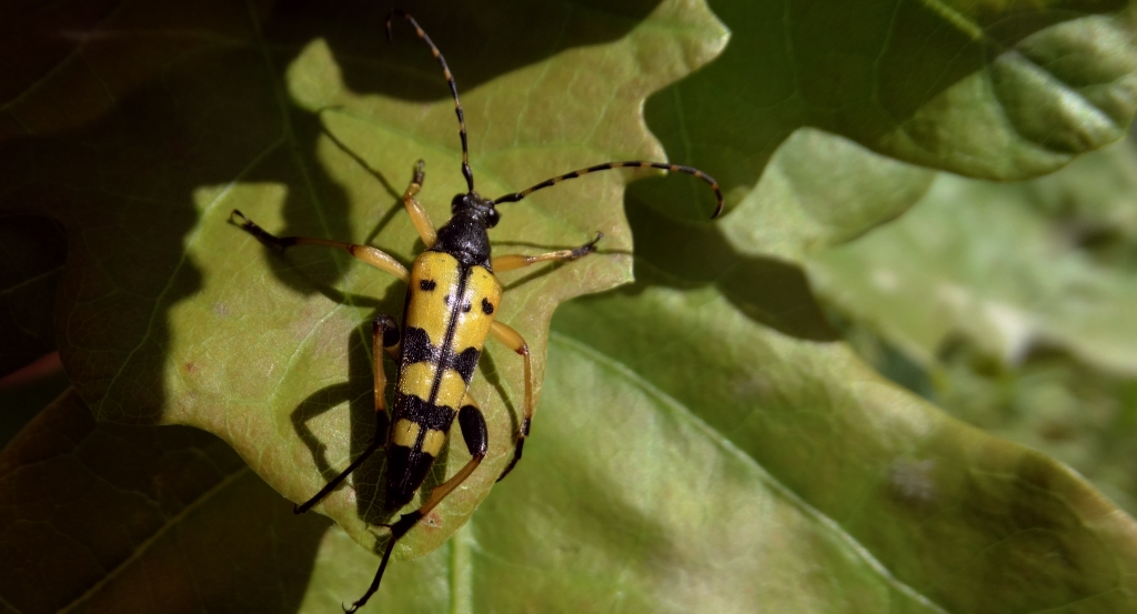Strangalia plamista, pętlak pstrokaty (Rutpela maculata, poprzednio Leptura maculata = Strangalia maculata)
