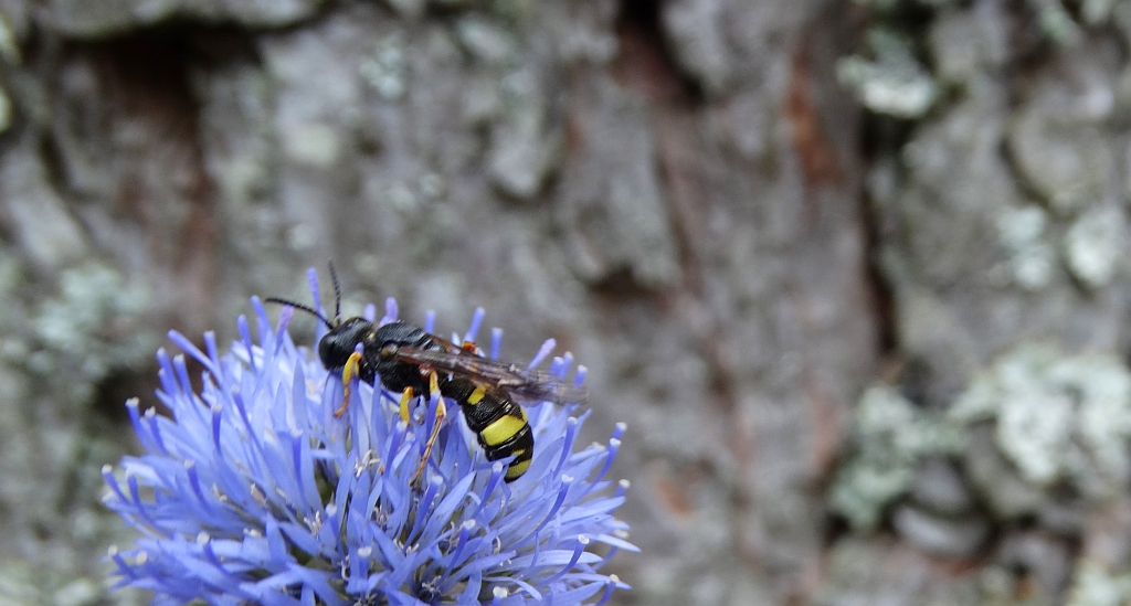 Osmyk (Cerceris rybyensis)