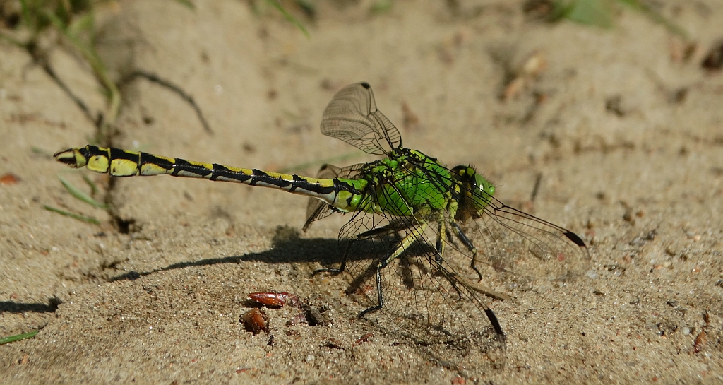 Trzepla zielona (Ophiogomphus cecilia)