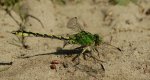 Trzepla zielona (Ophiogomphus cecilia)