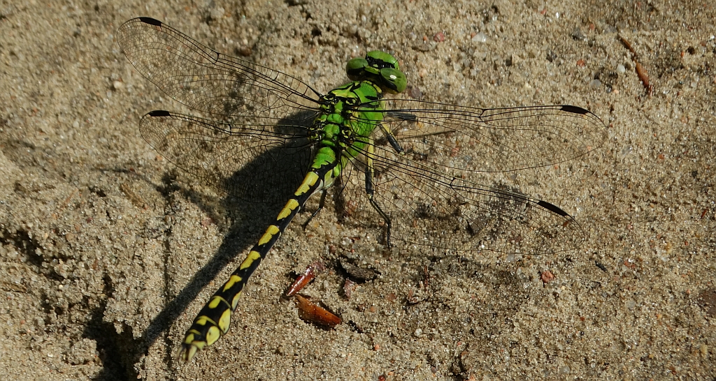 Trzepla zielona (Ophiogomphus cecilia)