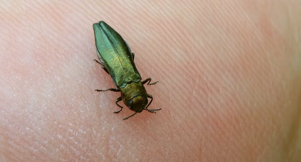 Opiętek zielony (Agrilus viridis)