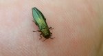 Opiętek zielony (Agrilus viridis)