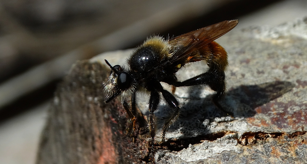 Wierzchołówka żółtowłosa (Laphria flava)