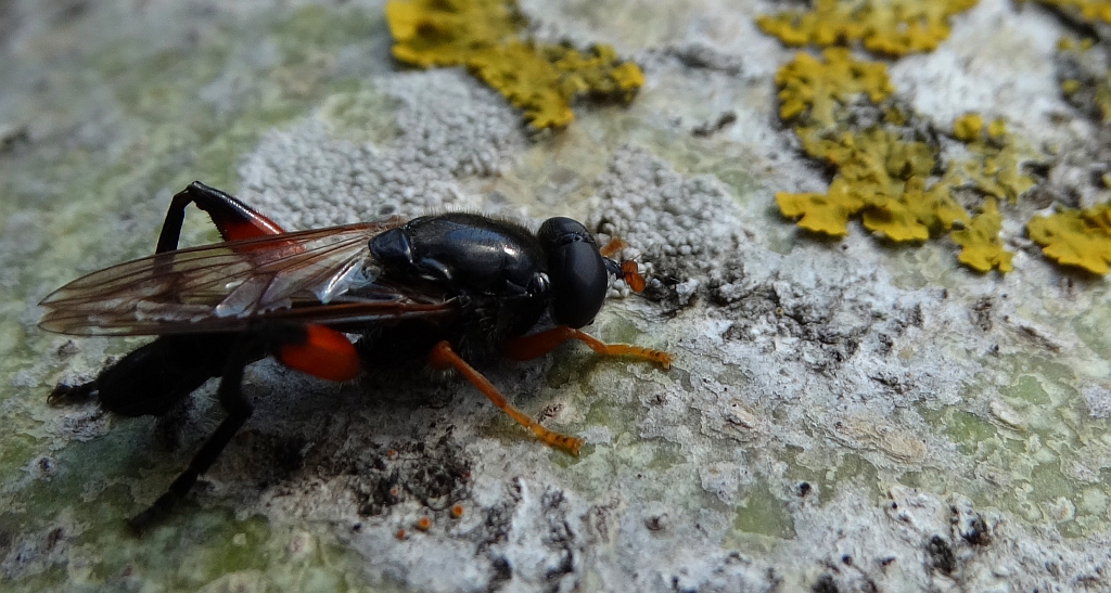 Bzyg - Chalcosyrphus pannonicus