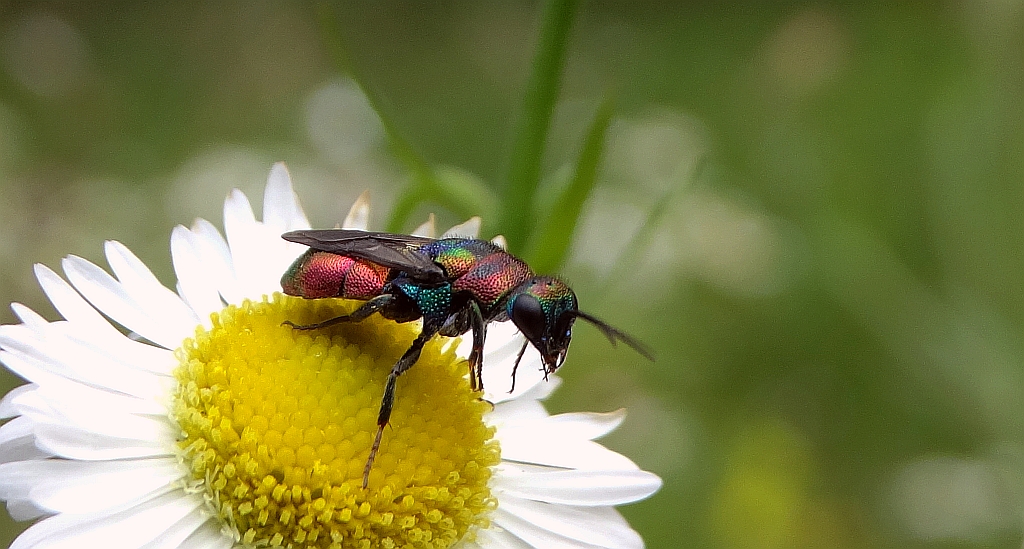 Powabnica blondynka (Hedychrum rutilans)