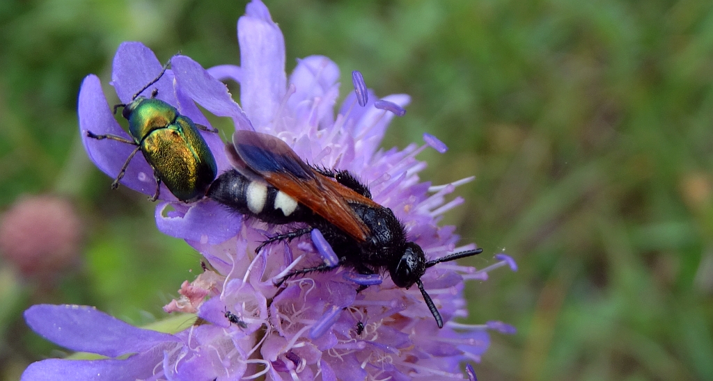 Smukwa czwórplamna (Scolia sexmaculata)