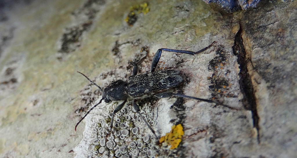 Drzeworadek topolowy (Rusticoclytus rusticus)