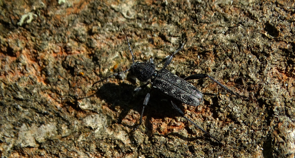 Drzeworadek topolowy (Rusticoclytus rusticus)