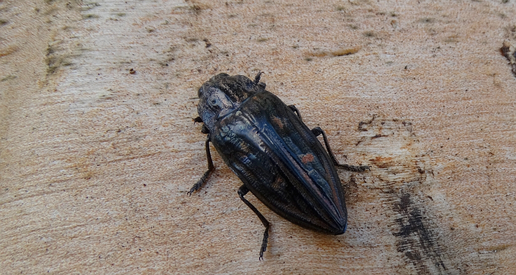 Miedziak sosnowiec (Chalcophora mariana)