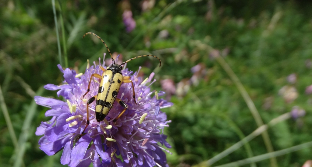 Strangalia plamista, pętlak pstrokaty (Rutpela maculata)