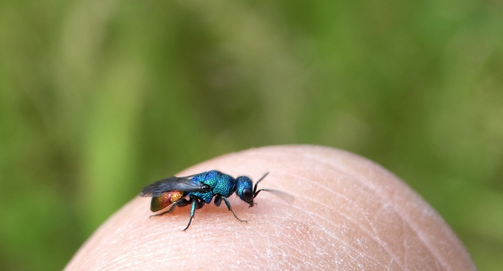 Złotolitka ognista (Chrysis ignita)