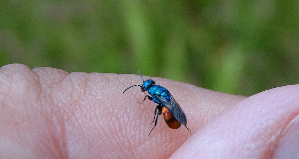 Złotolitka ognista (Chrysis ignita)