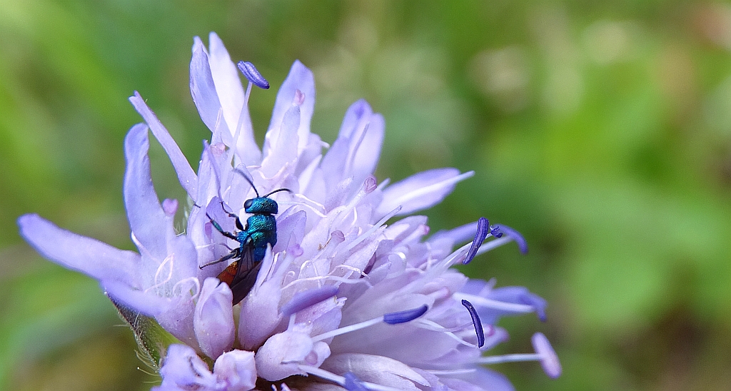Złotolitka ognista (Chrysis ignita)