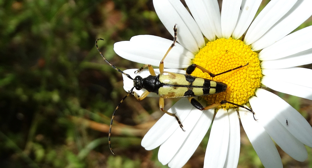 Strangalia plamista, pętlak pstrokaty (Rutpela maculata, poprzednio Leptura maculata = Strangalia maculata)