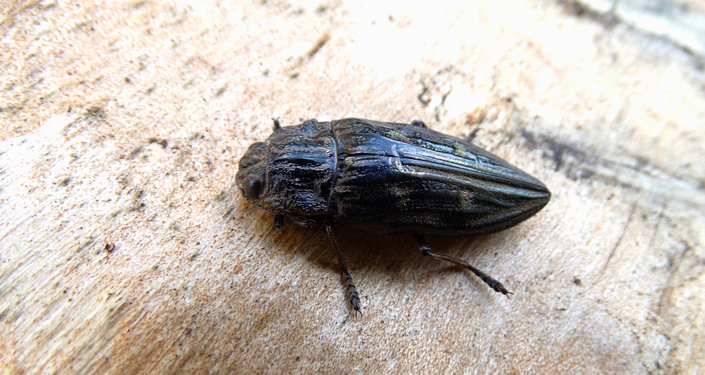 Miedziak sosnowiec (Chalcophora mariana)