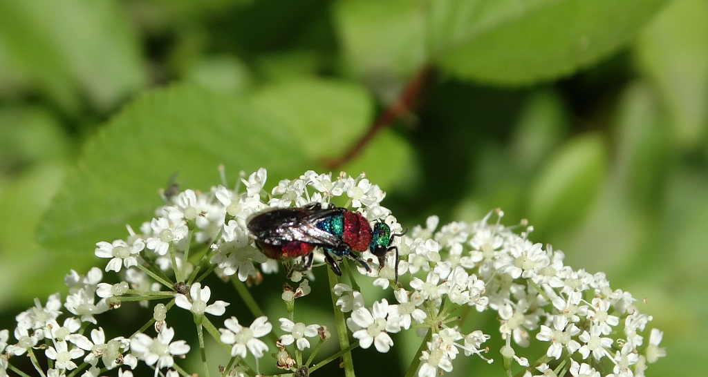 Powabnica piaskowa (Hedychrum nobile)