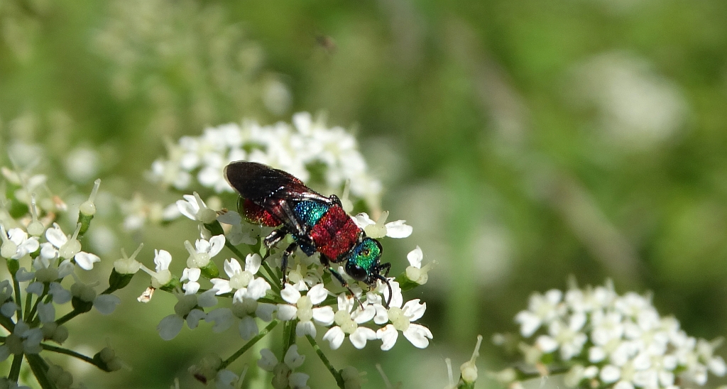 Powabnica piaskowa (Hedychrum nobile)