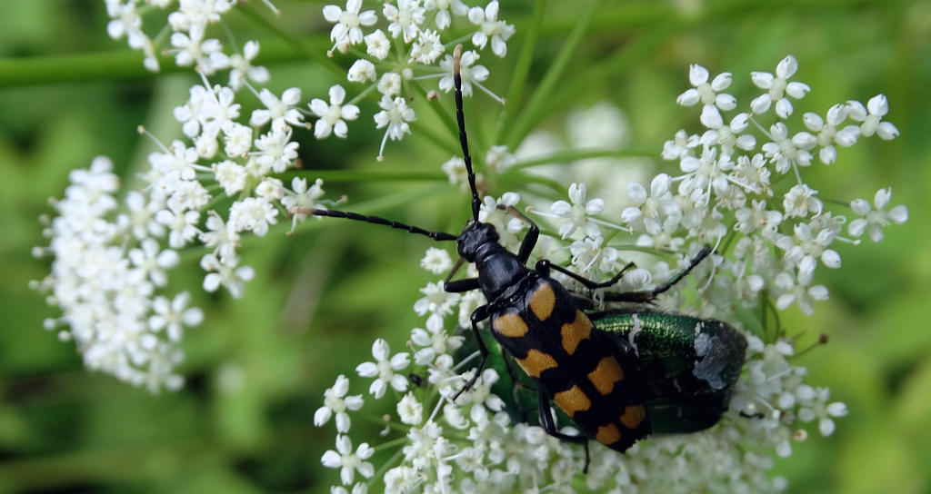 Baldurek pręgowany, pętlak czteropaskowy (Leptura quadrifasciata)