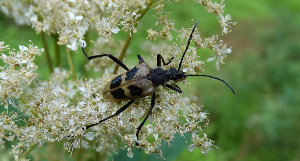 Kwiatomir czteroplamy (Pachyta quadrimaculata)