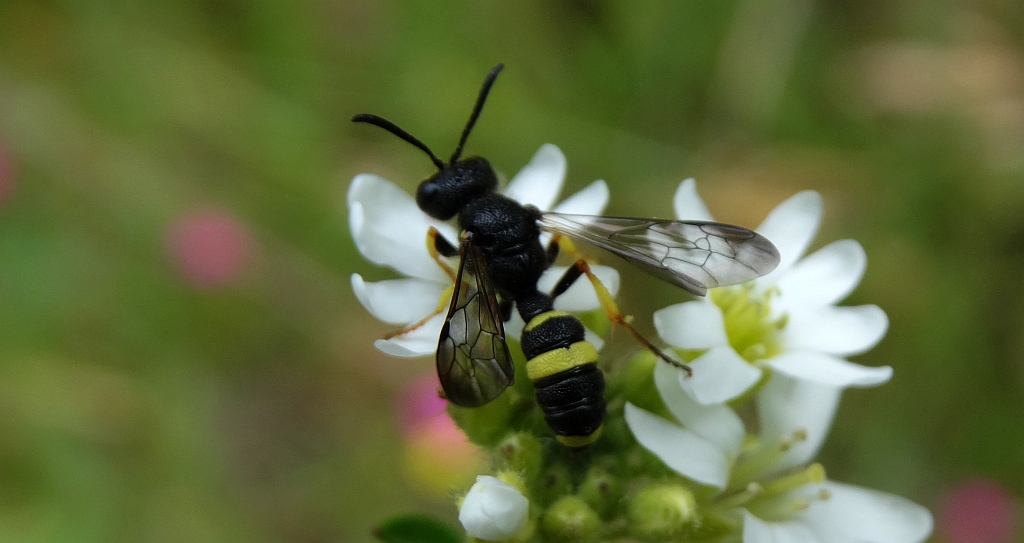 Osmyk (Cerceris rybyensis)