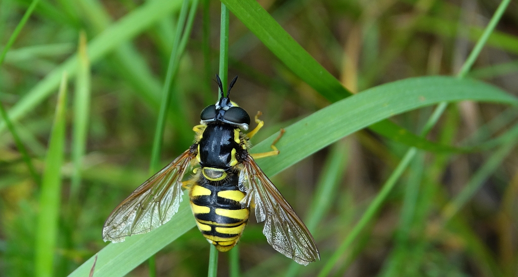 Prężec (Chrysotoxum cautum)