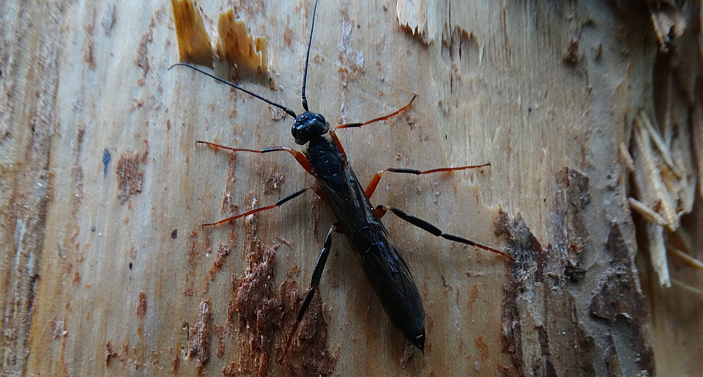 Kruszel czarny (Xeris spectrum)