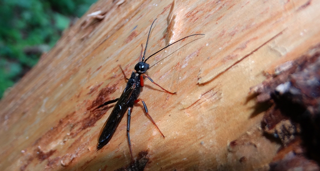 Kruszel czarny (Xeris spectrum)