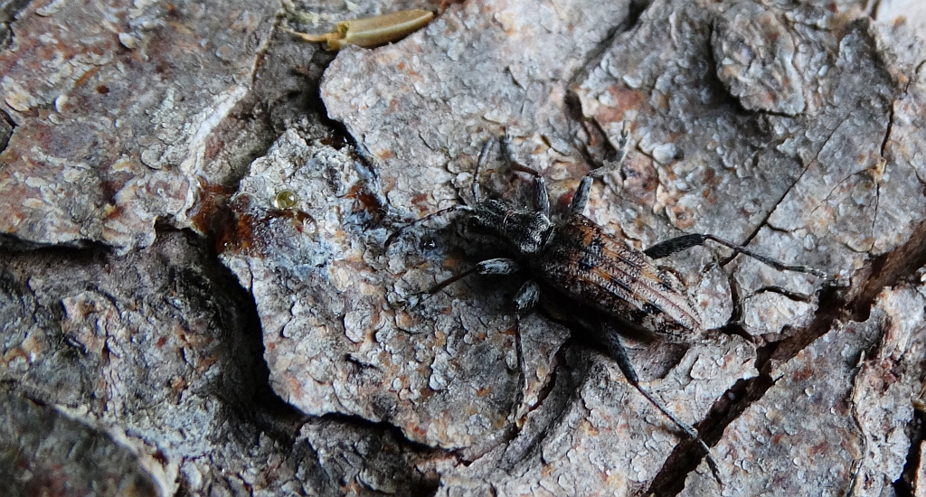 Rębacz pstry, rębacz sosnowiec (Rhagium inquisitor)