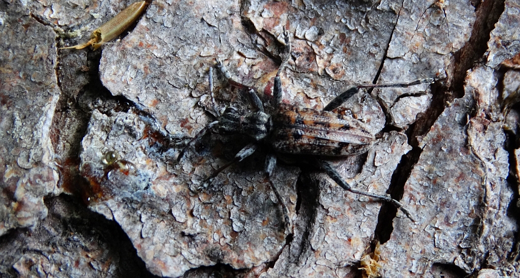 Rębacz pstry, rębacz sosnowiec (Rhagium inquisitor)