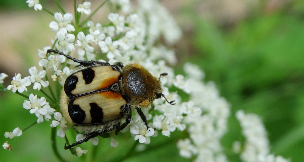 Orszoł prążkowany (Trichius fasciatus)