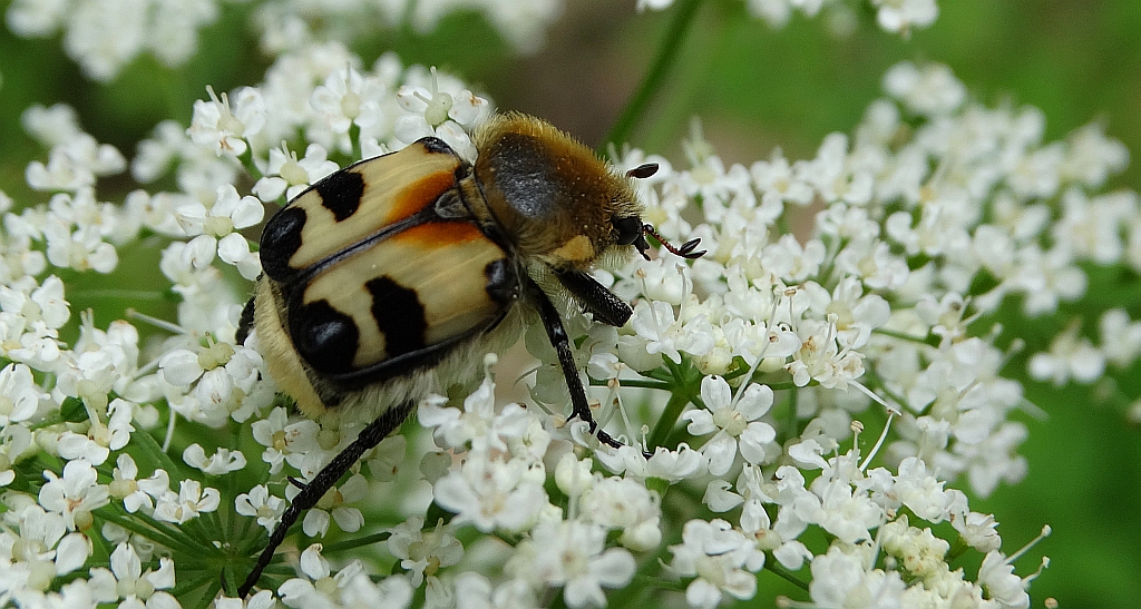 Orszoł prążkowany (Trichius fasciatus)