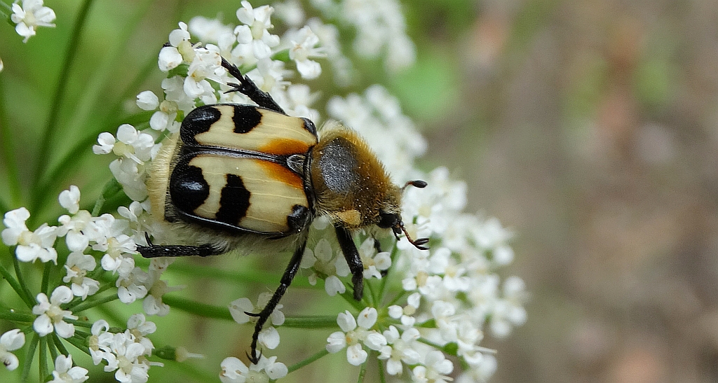 Orszoł prążkowany (Trichius fasciatus)